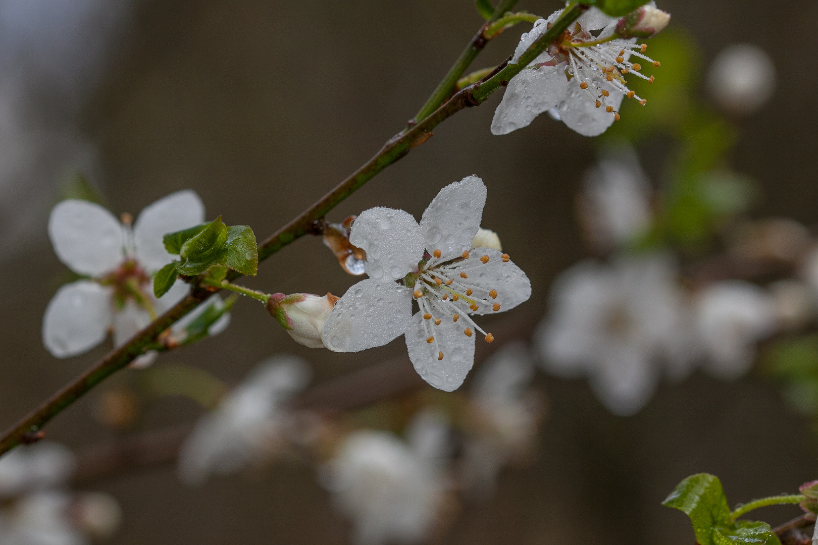 Die Natur erwacht 5