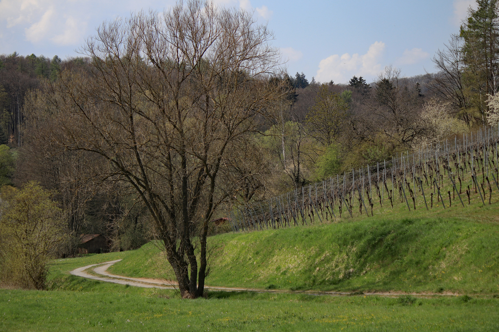 Die Natur erwacht