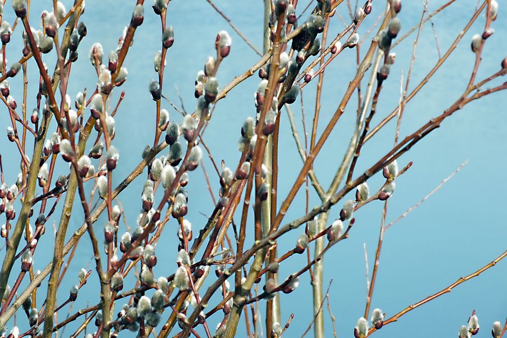 Die Natur erwacht