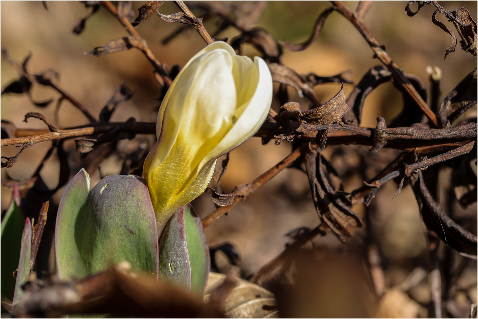 Die Natur erwacht