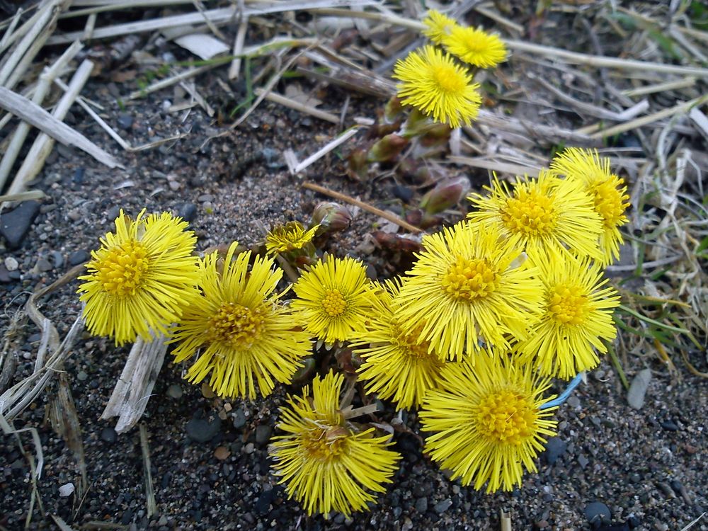 Die Natur erwacht .