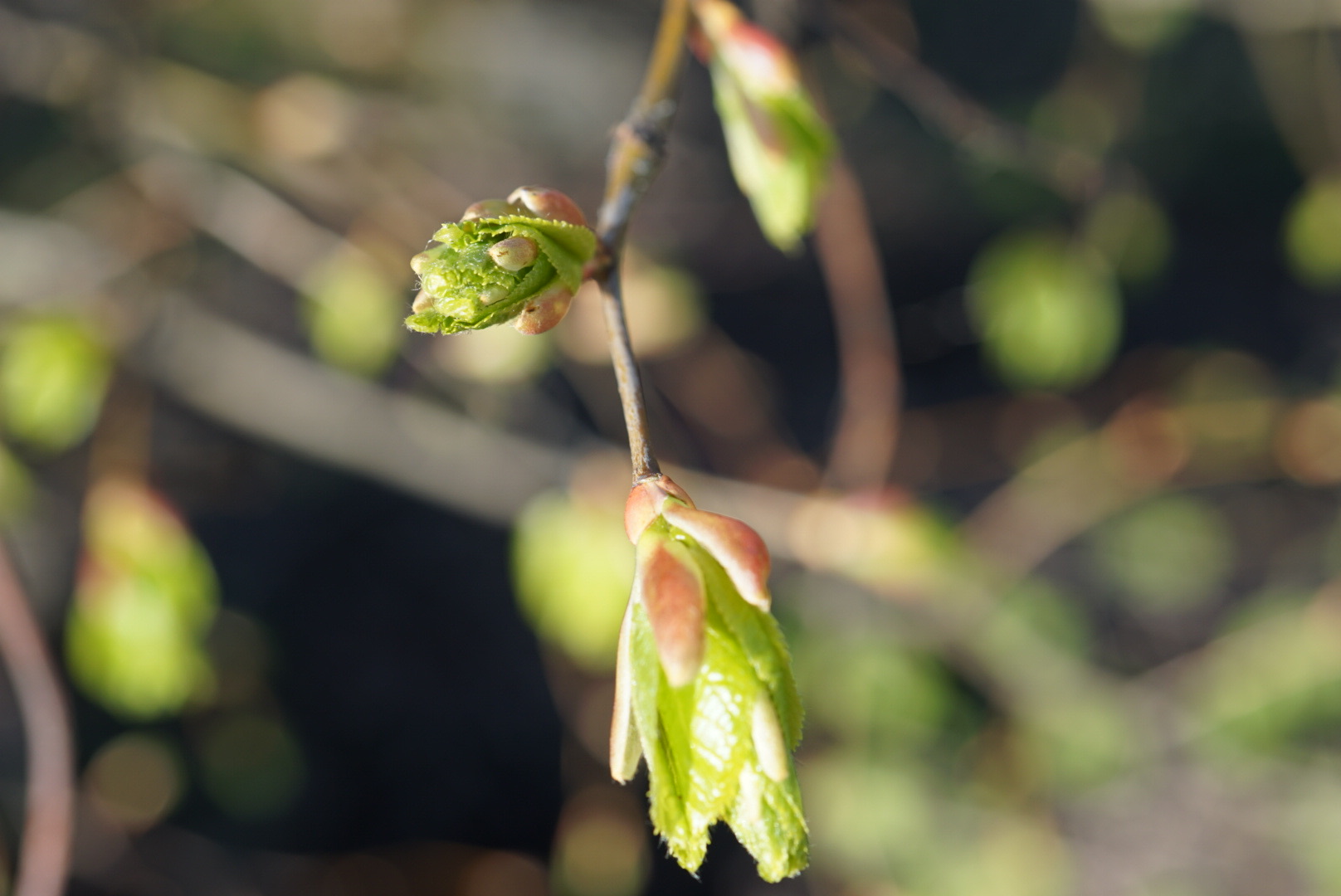 Die Natur erwacht