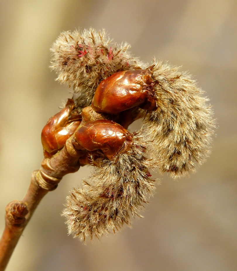 Die Natur erwacht