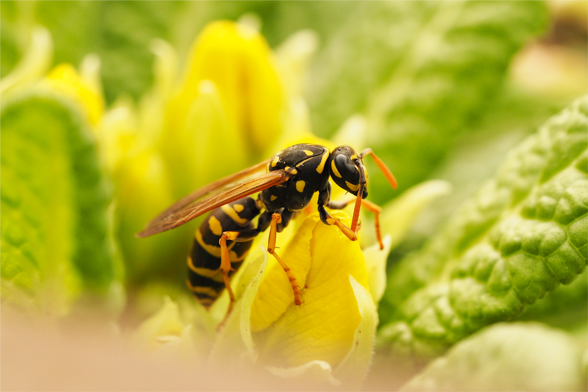 die Natur erwacht