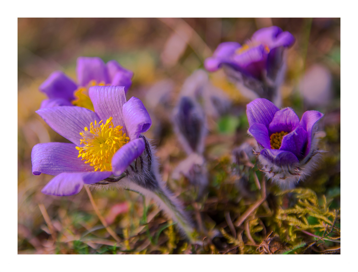 Die Natur erwacht