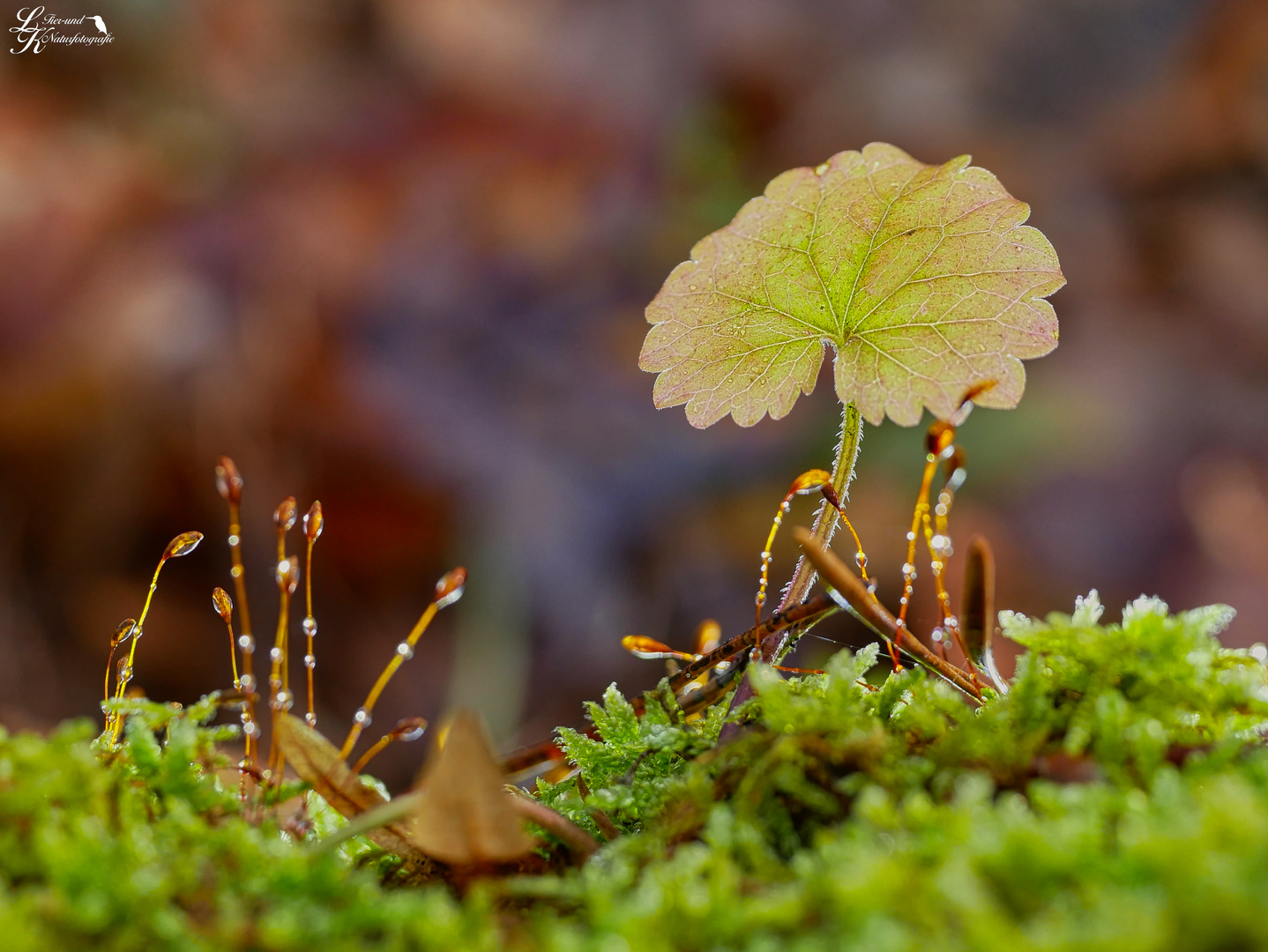 Die Natur erwacht 