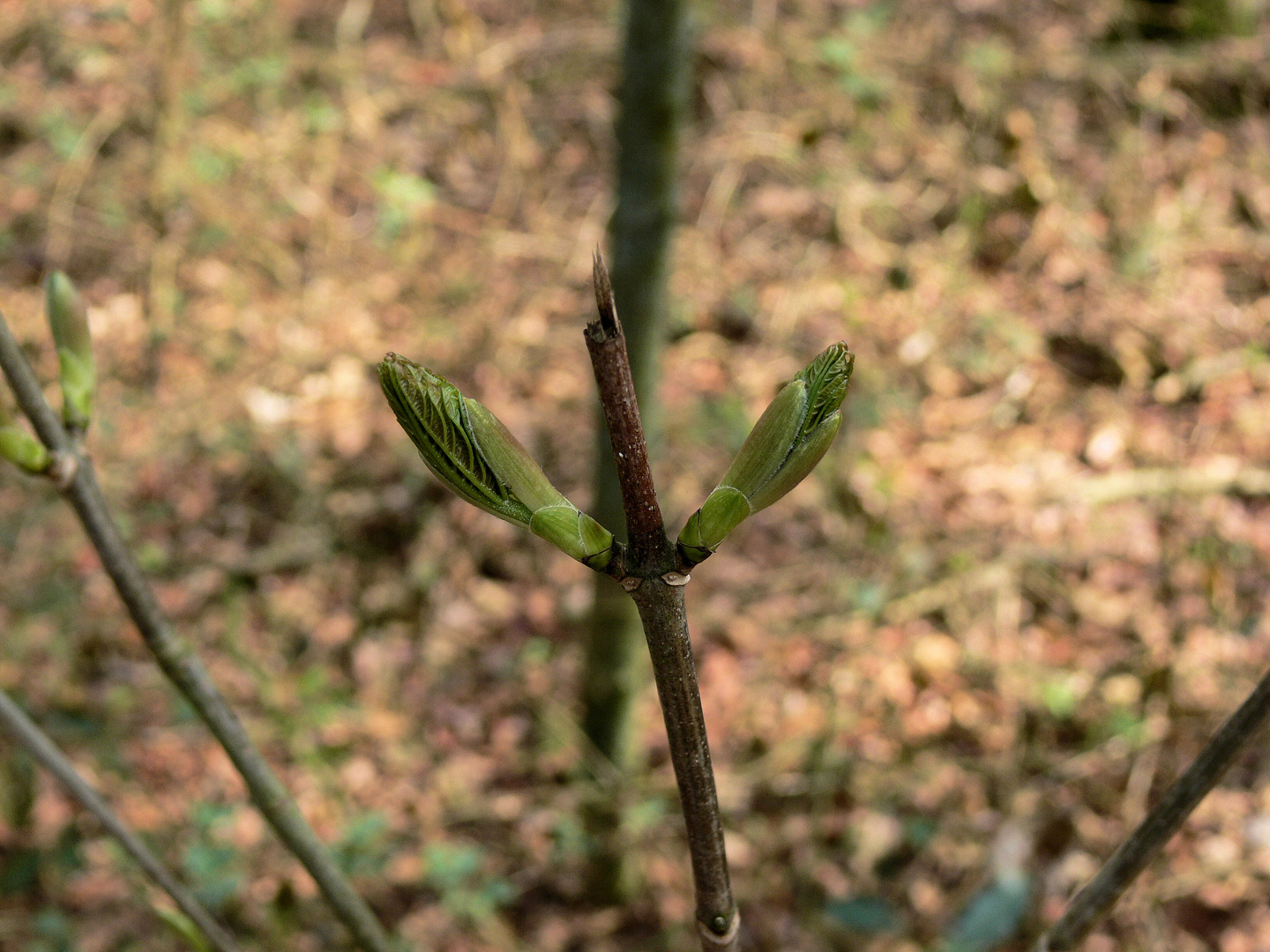 Die Natur erwacht