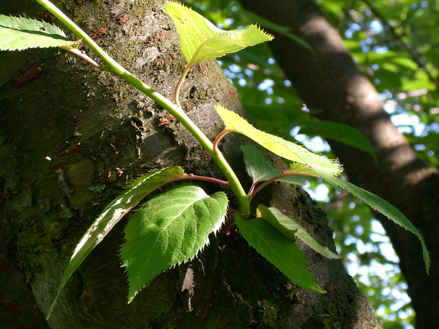 Die Natur erwacht