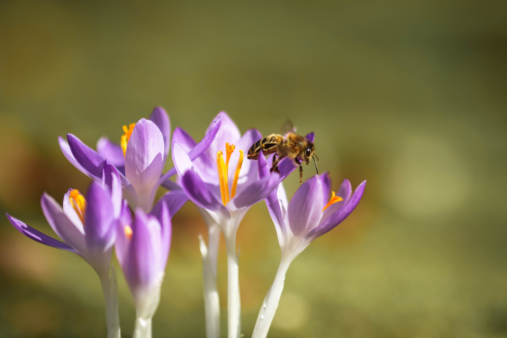 Die Natur erwacht 