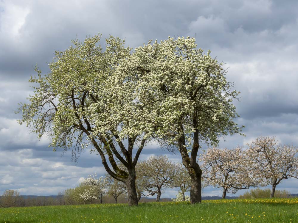 Die Natur erwacht 