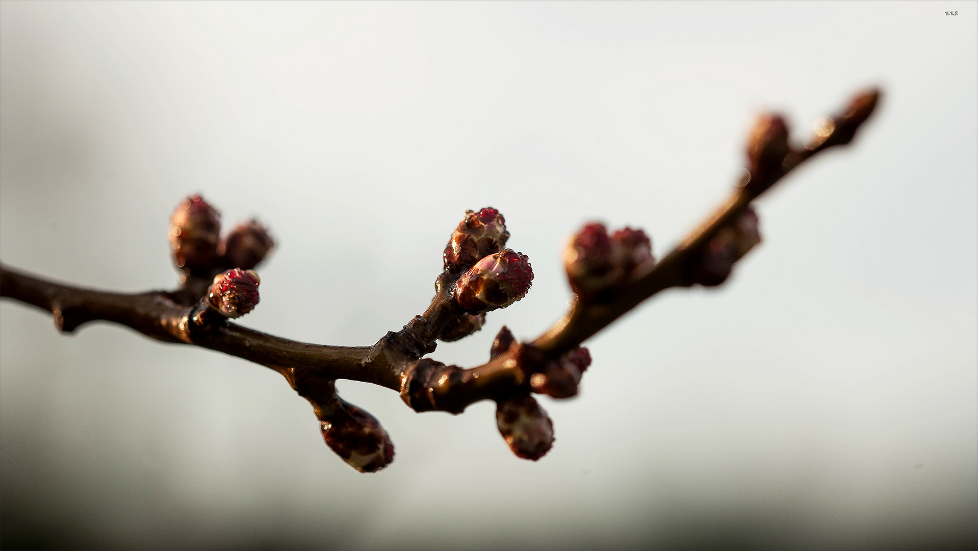 Die Natur erwacht