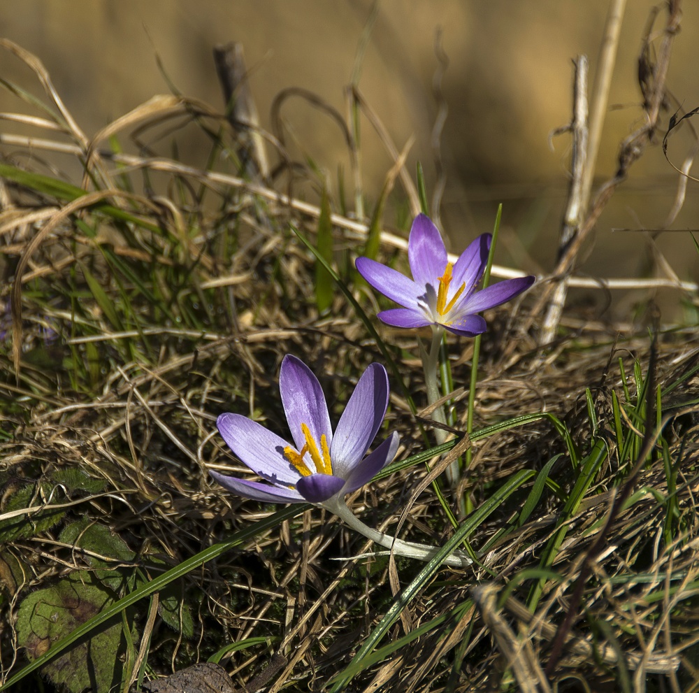 Die Natur "erwacht"....