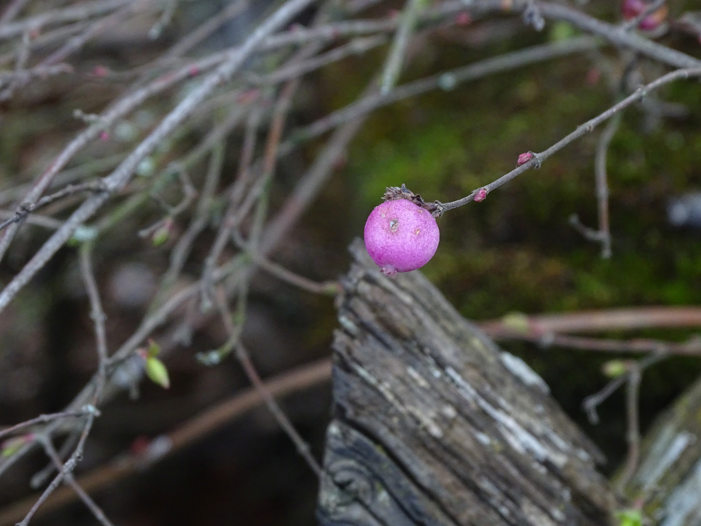 Die Natur erwacht...