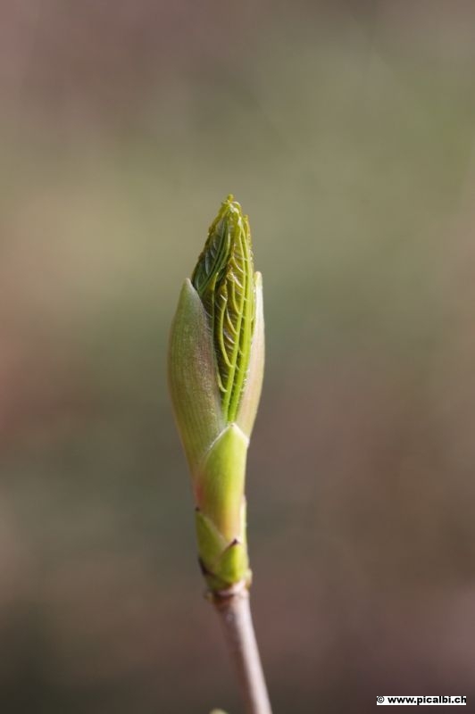 Die Natur erwacht...