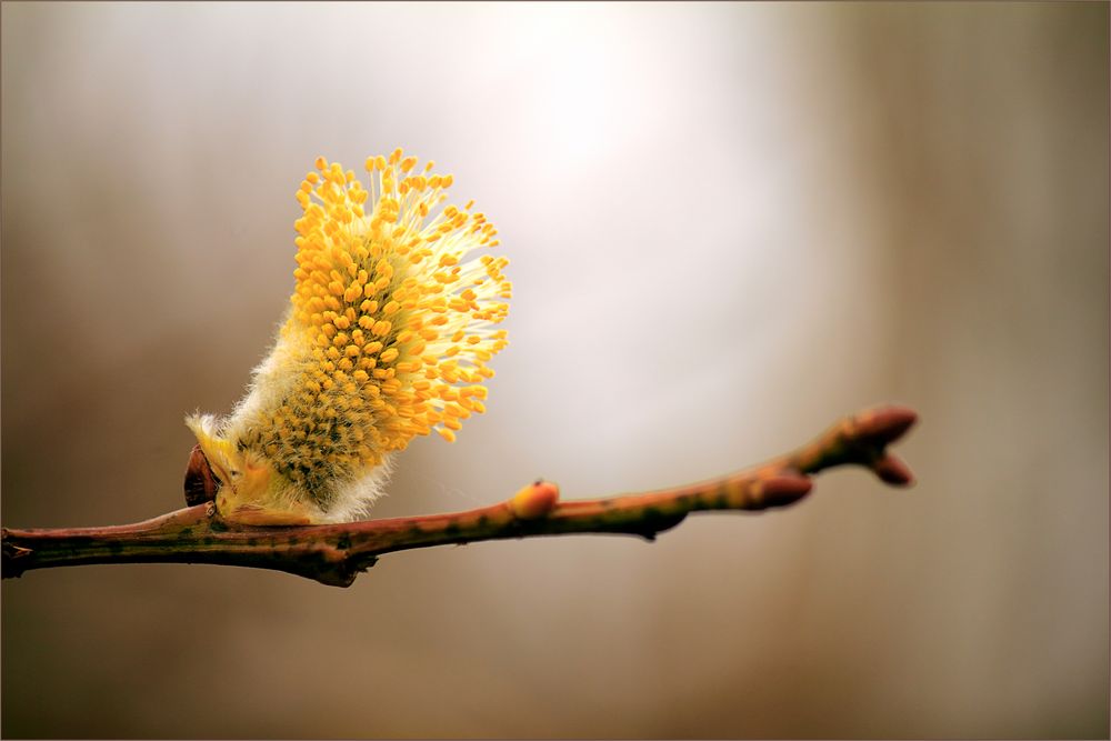 Die Natur erwacht