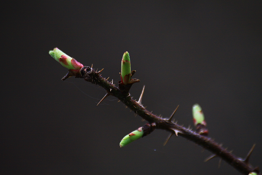 Die Natur erwacht