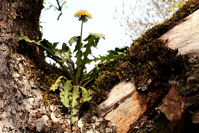 die natur erwacht (an allen orten) ...