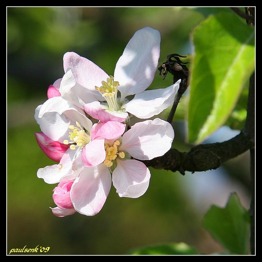 die Natur erwacht