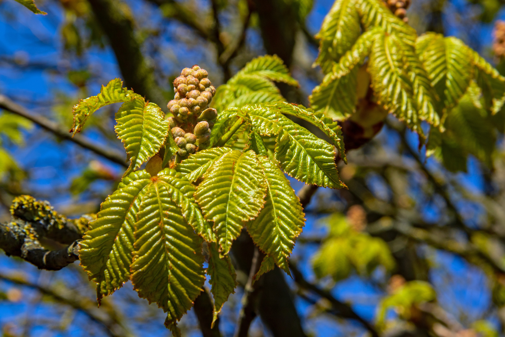 Die Natur erwacht 