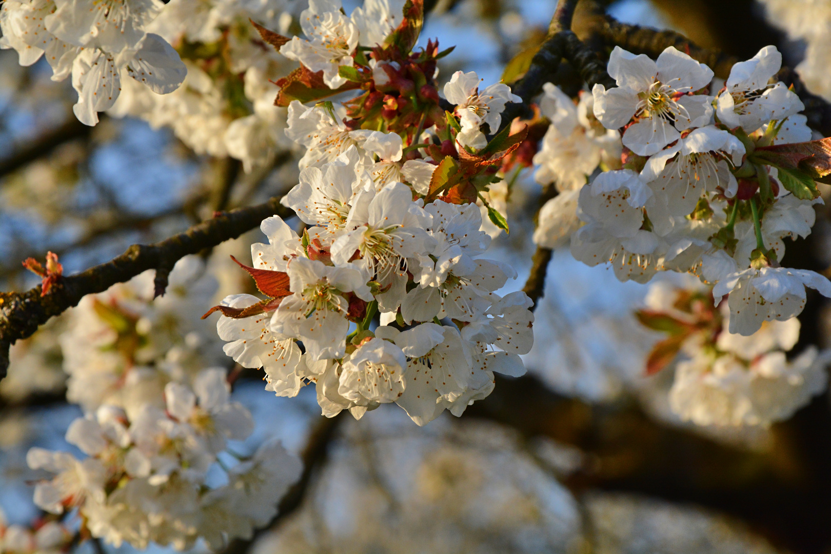 Die Natur erwacht 