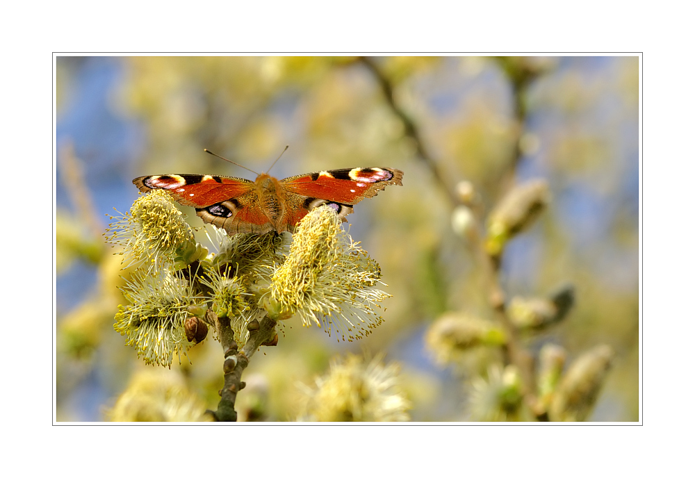 Die Natur erwacht