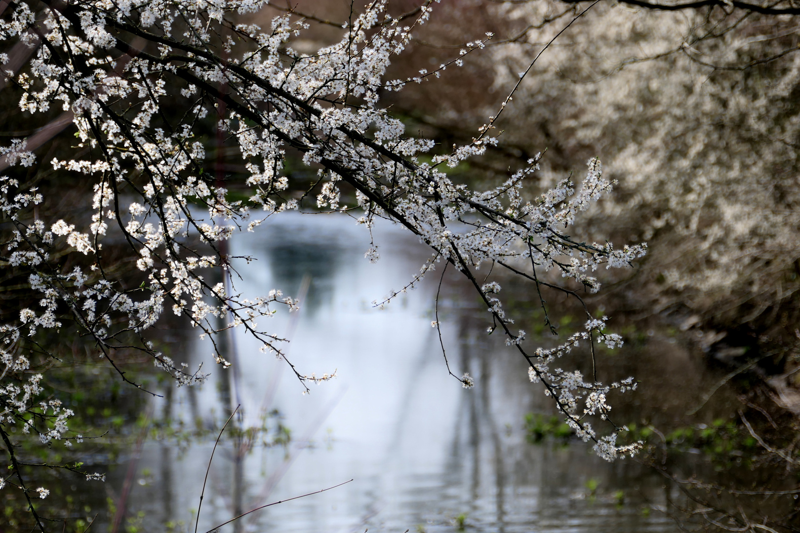 Die Natur erwacht