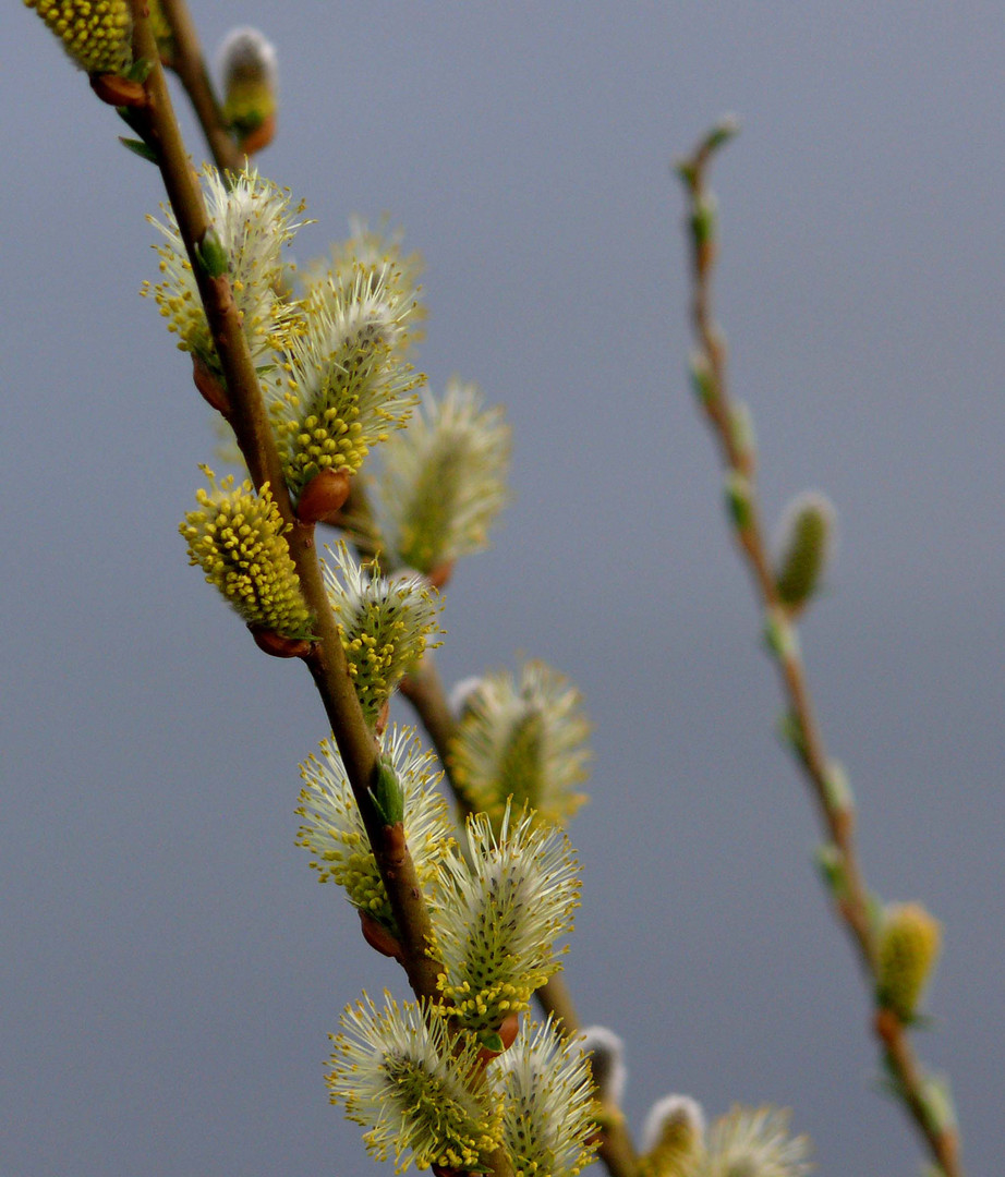 Die Natur erwacht!