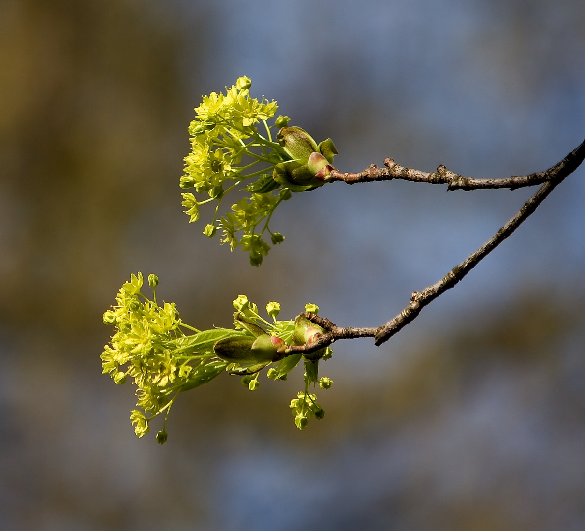 die Natur erwacht