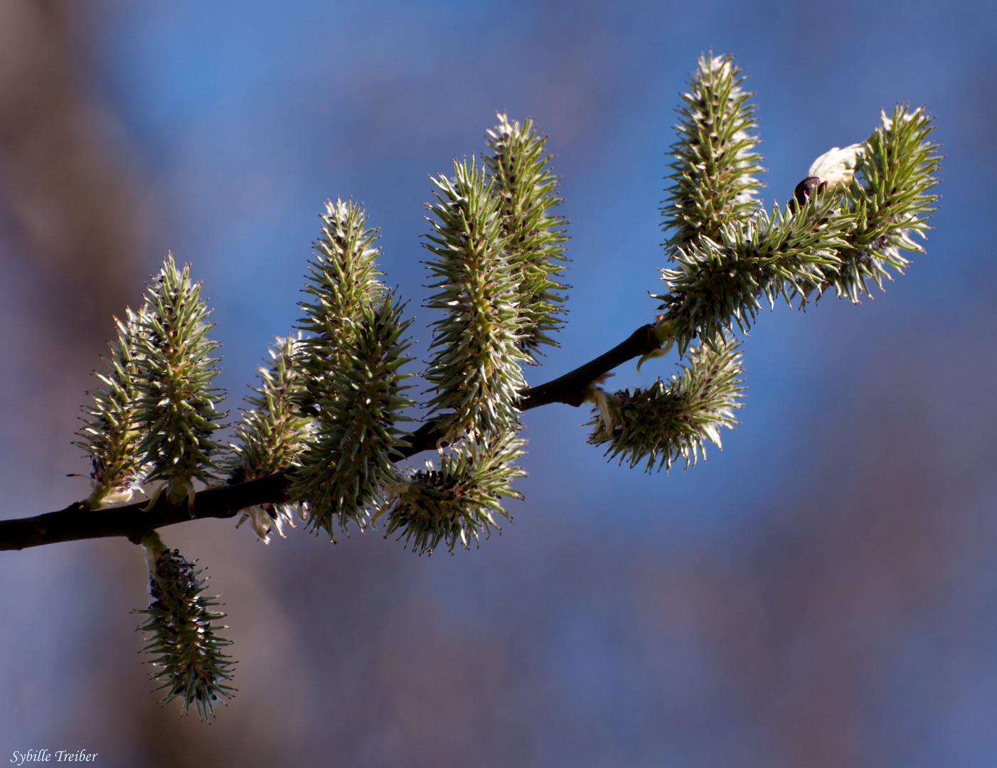 Die Natur erwacht