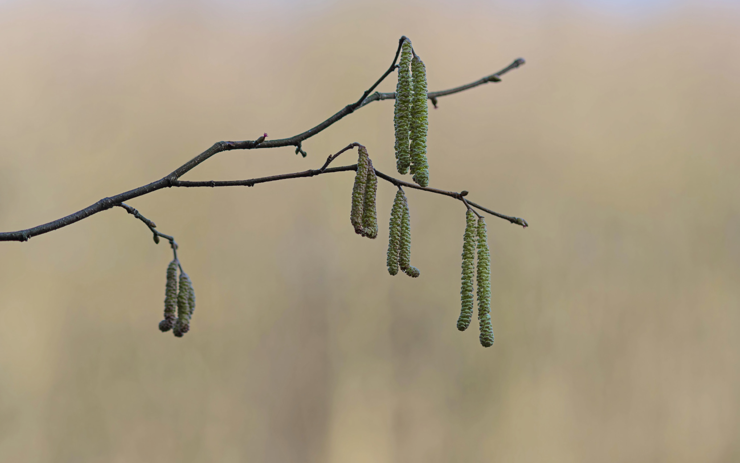 Die Natur erwacht