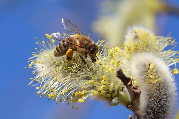Die Natur erwacht....