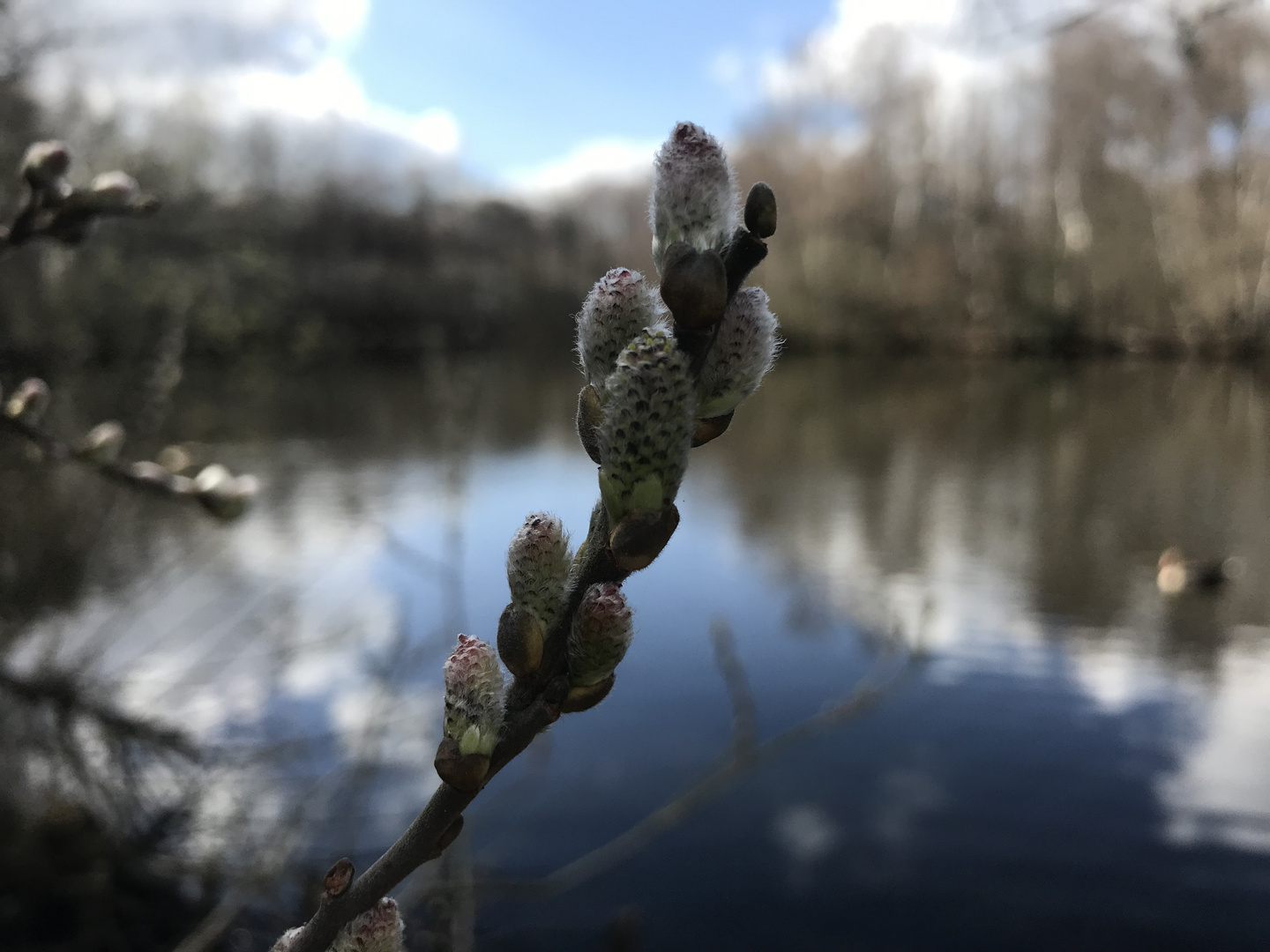 die Natur erwacht 