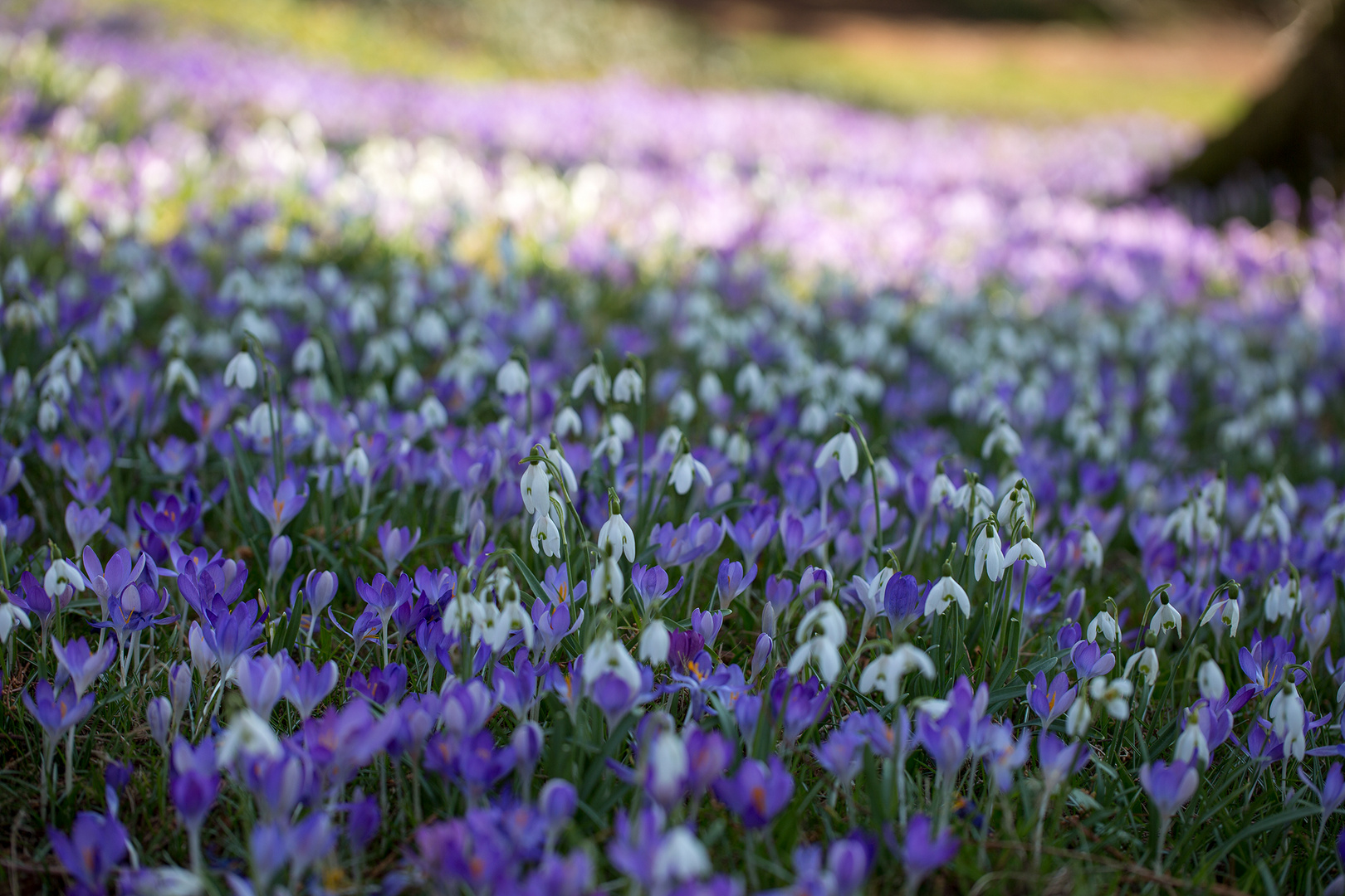 Die Natur erwacht - der Frühling kommt