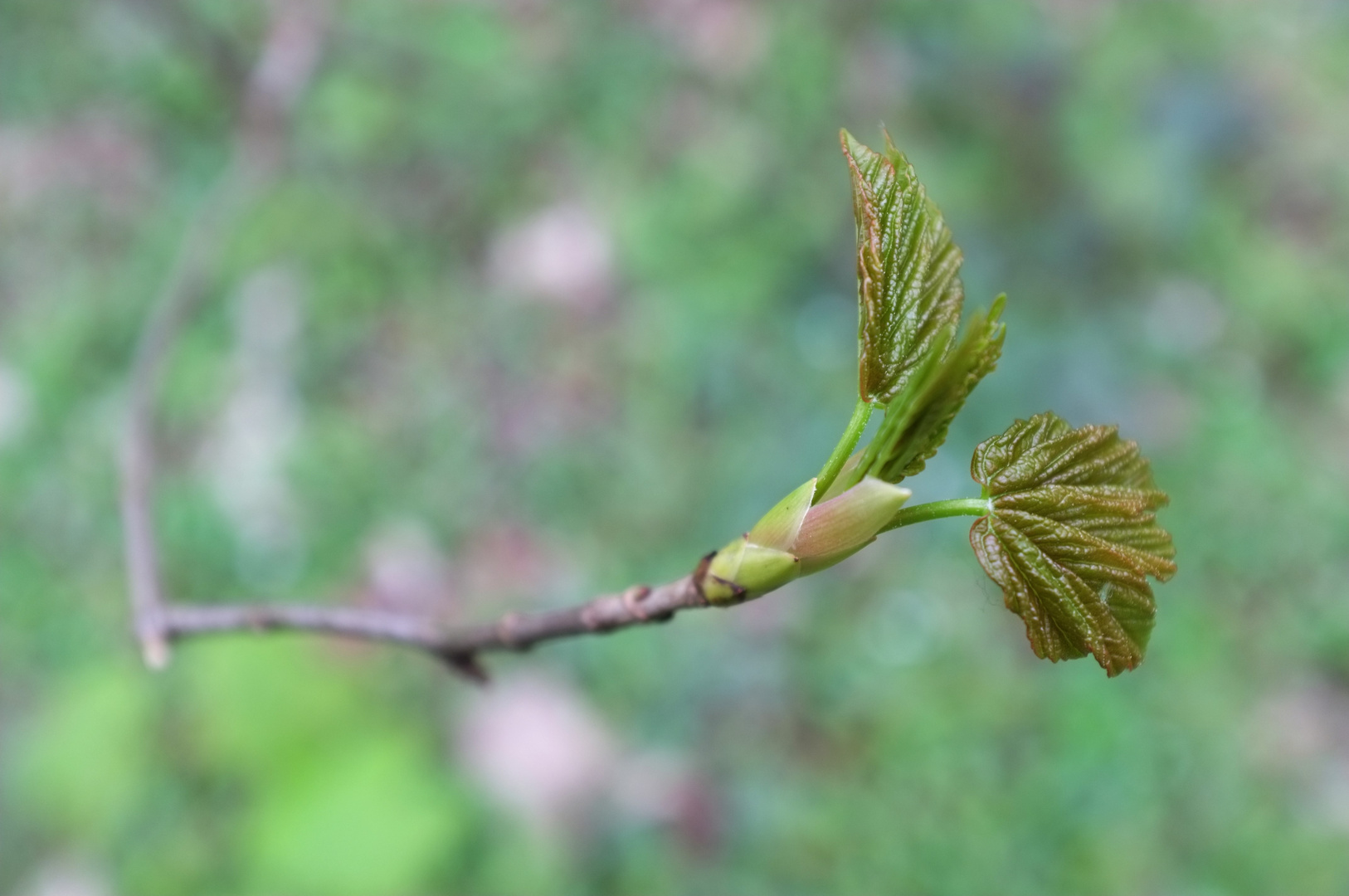 die Natur erwacht..