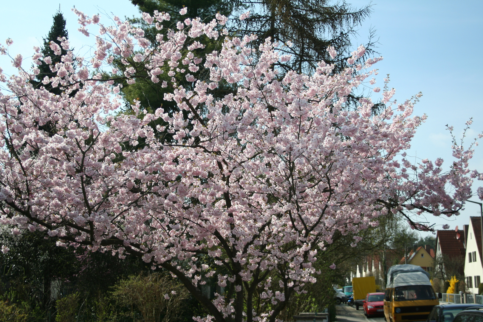 Die Natur erwacht