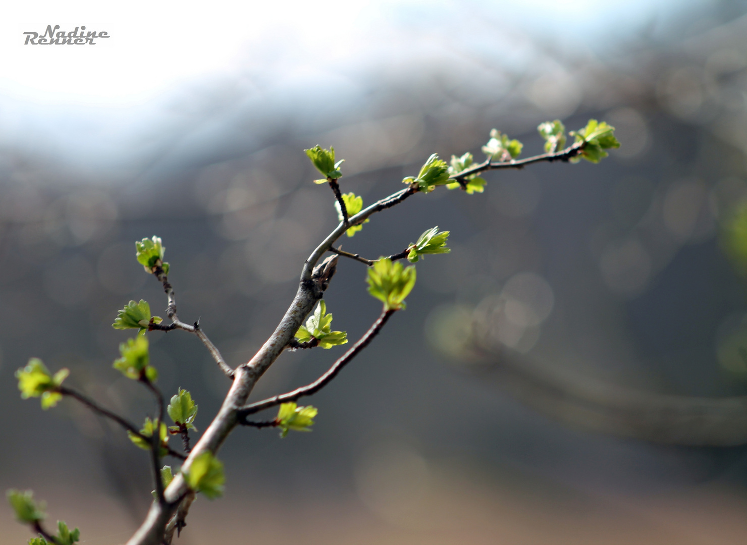 Die Natur erwacht.