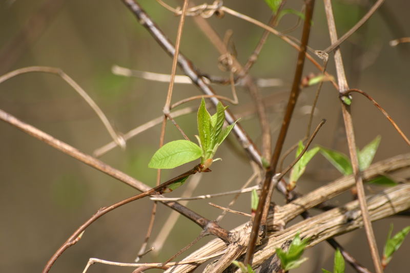 die Natur erwacht .... endlich Frühling!