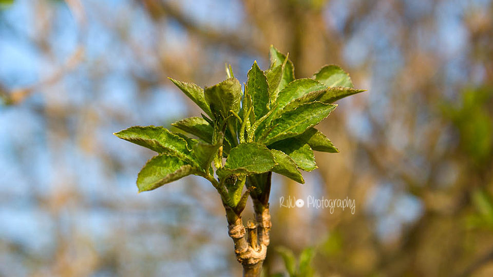 Die Natur erwacht - endlich Frühling