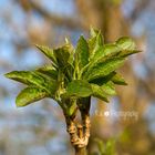 Die Natur erwacht - endlich Frühling