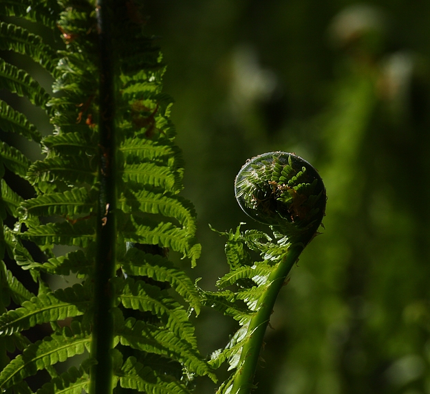 Die Natur erwacht