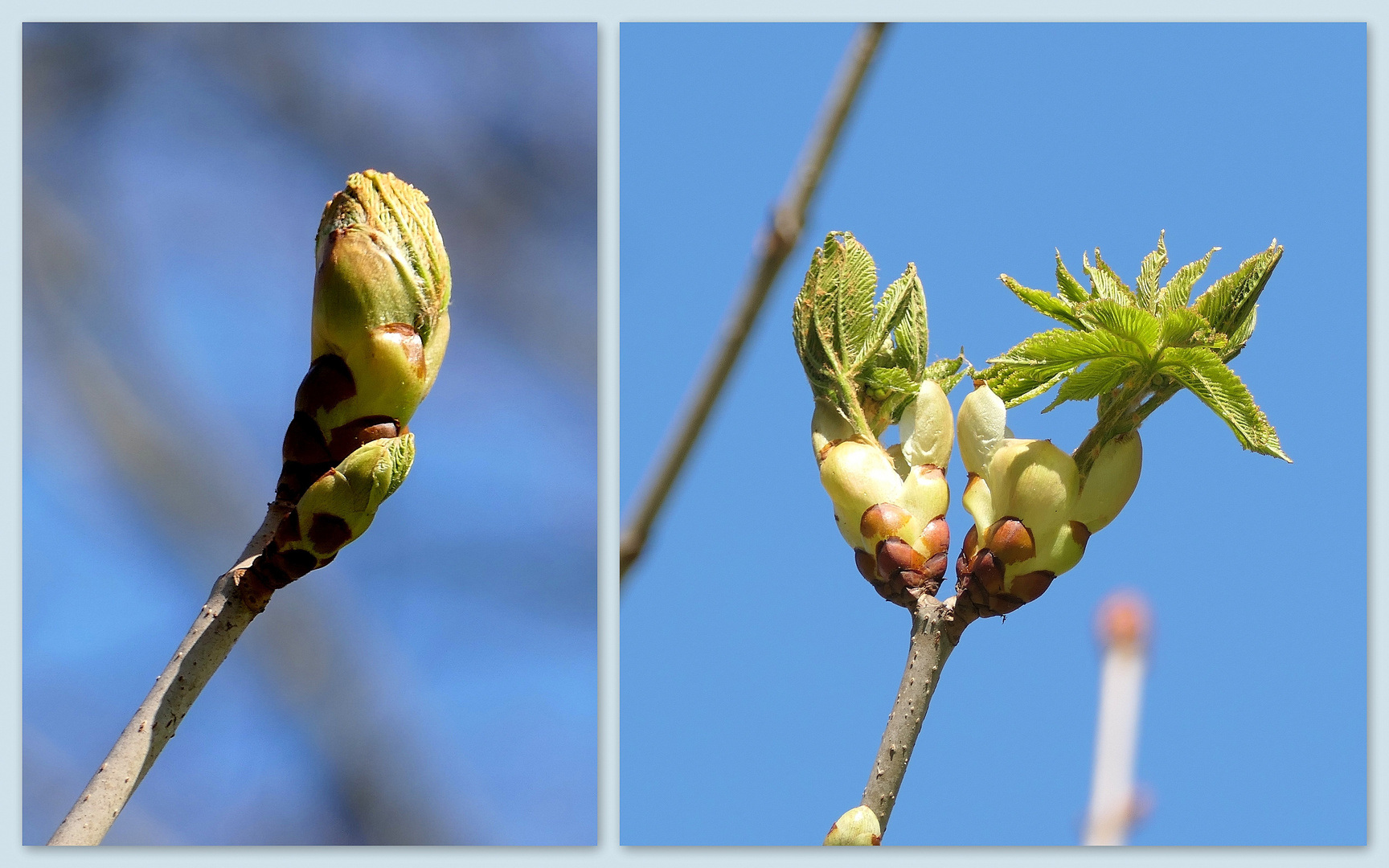 Die Natur erwacht....