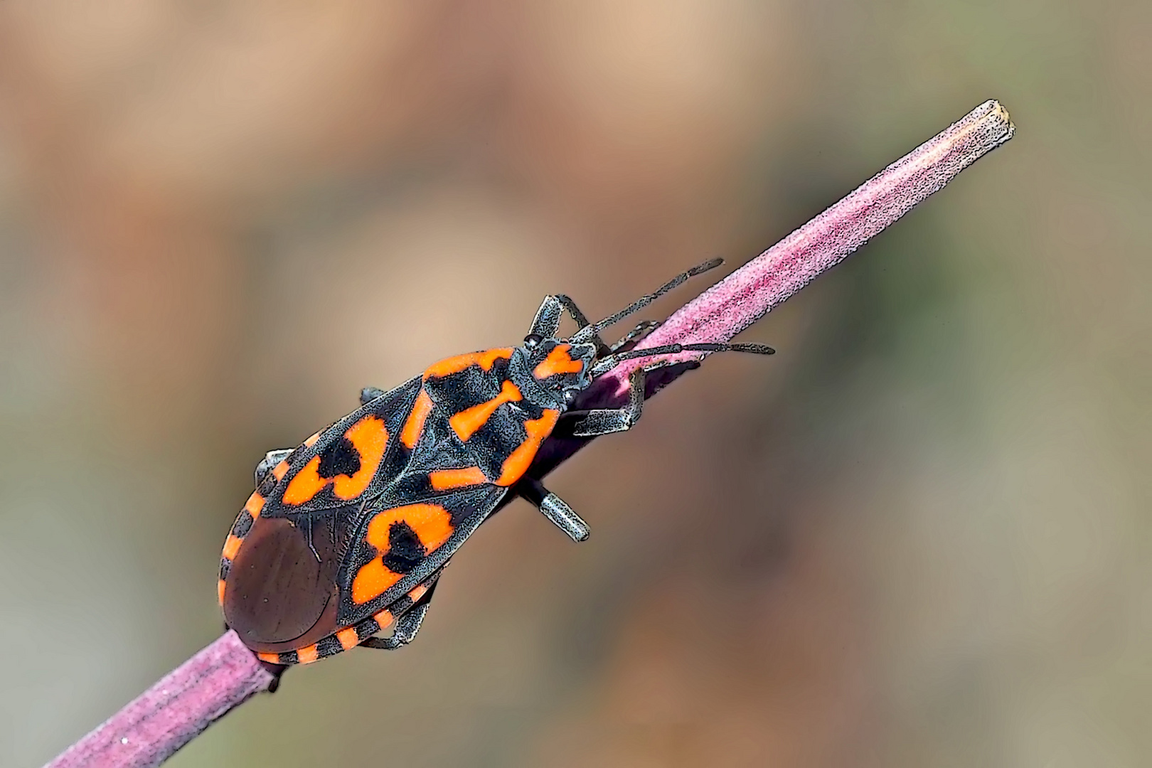 Die Natur erwacht! Hier habe ich eine Knappe entdeckt...