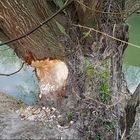 Die Natur erwacht im Frühling.