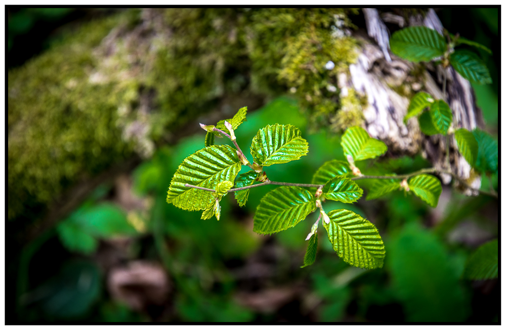 Die Natur erwacht im Hainich in Thüringen