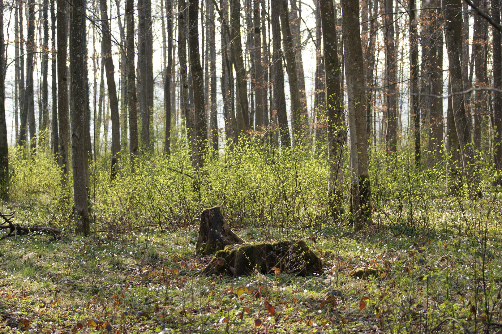 Die Natur erwacht im Schenkenwald