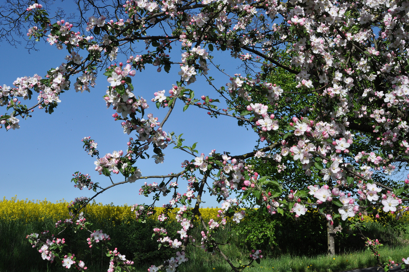 Die Natur erwacht in ihrer Farbenpracht