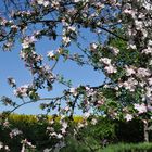 Die Natur erwacht in ihrer Farbenpracht