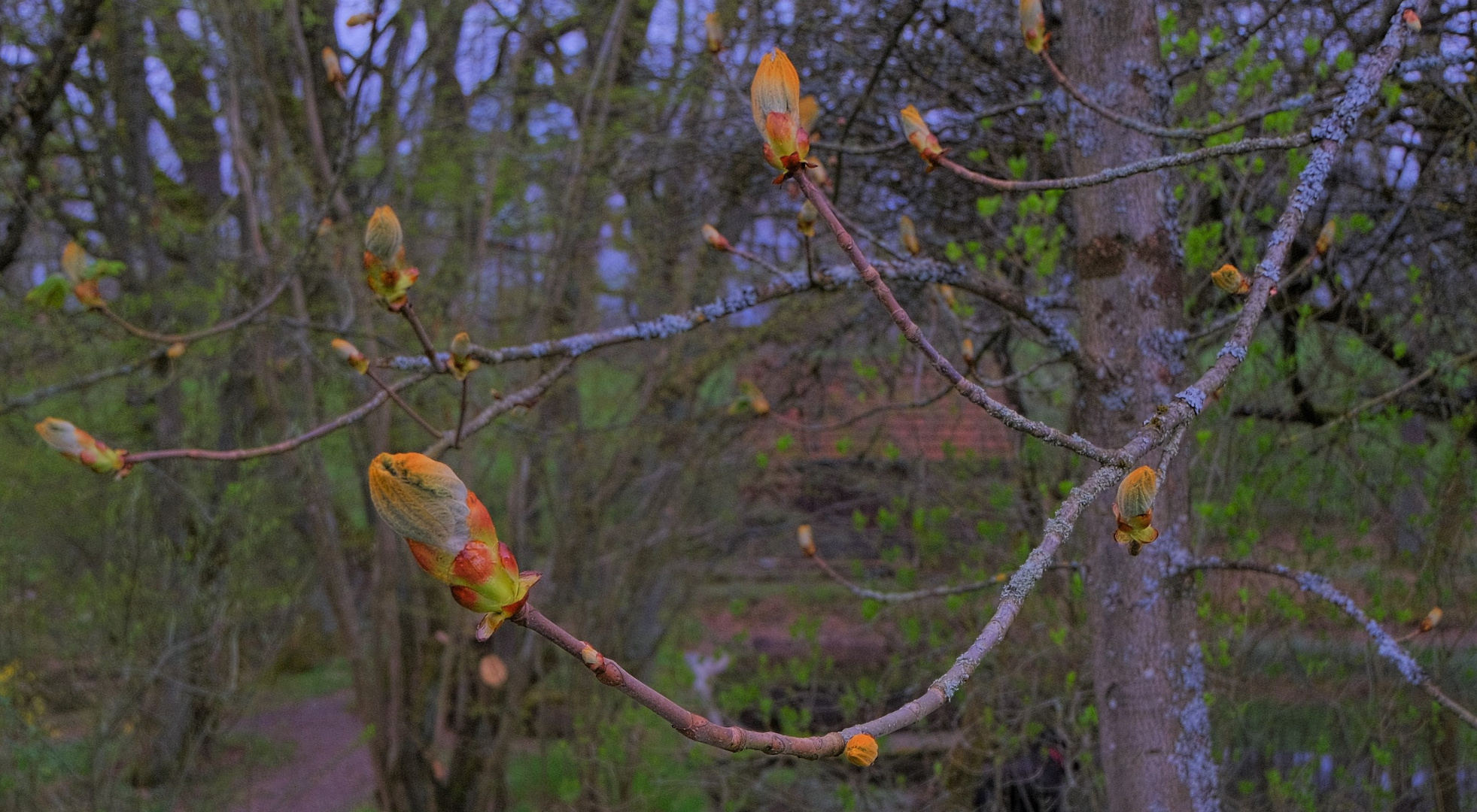 die Natur erwacht (la naturaleza despierta)