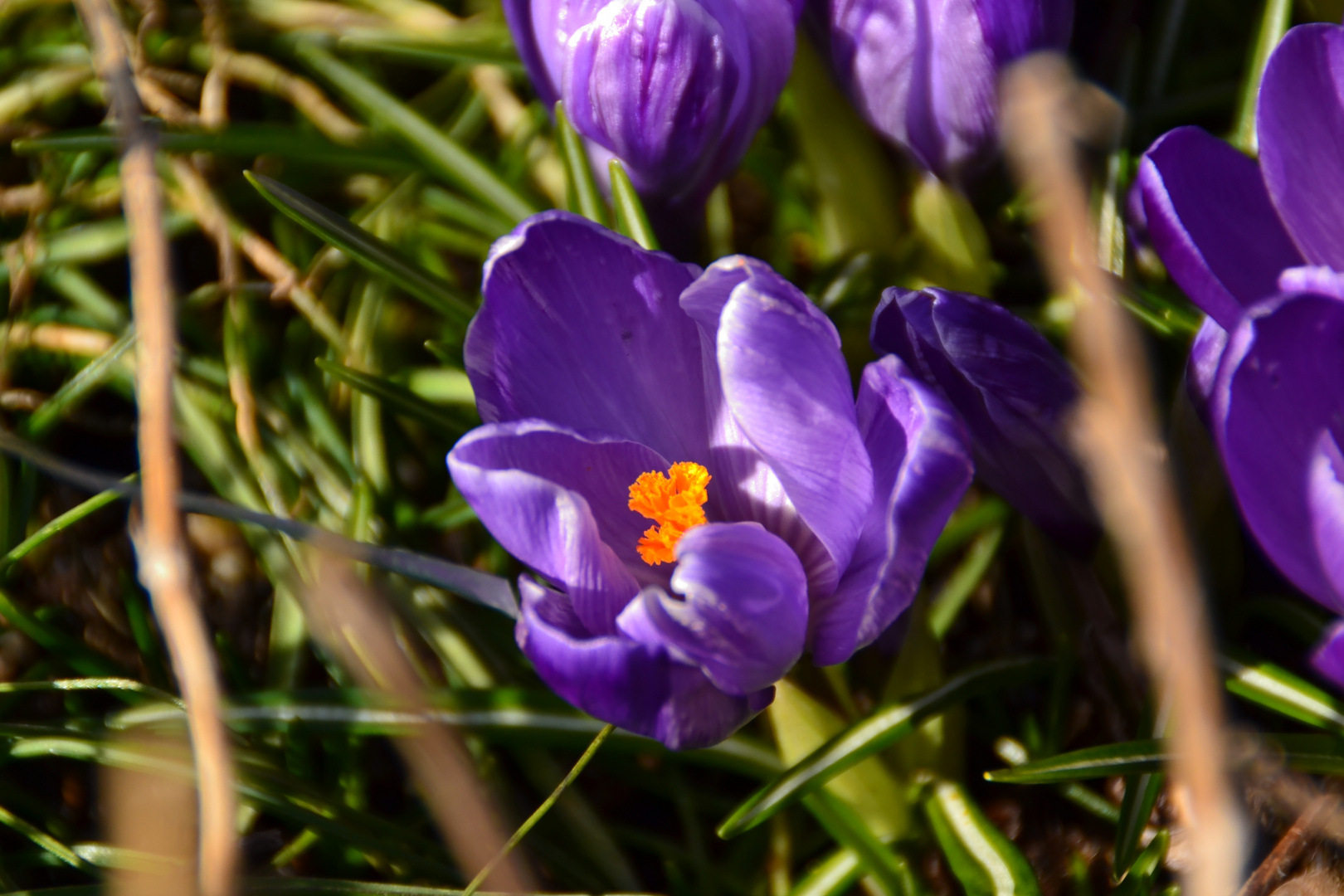 Die Natur erwacht wieder...