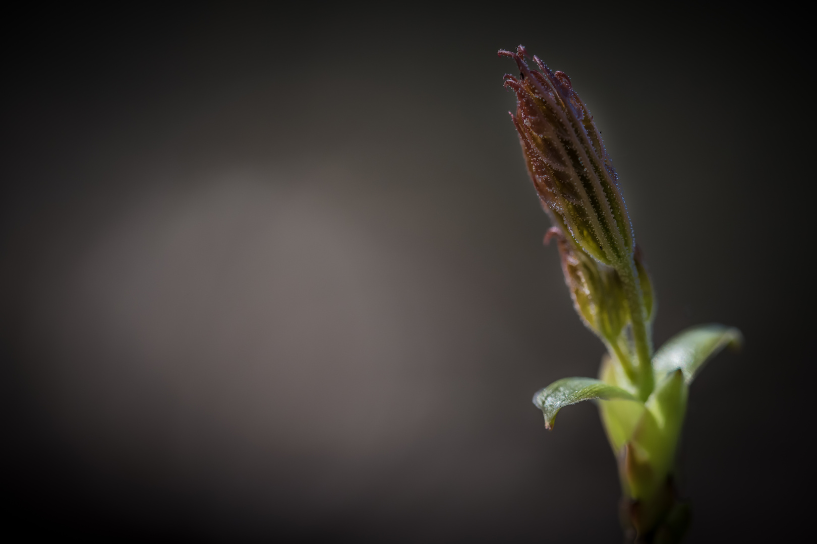 Die Natur erwacht zu neuem Leben